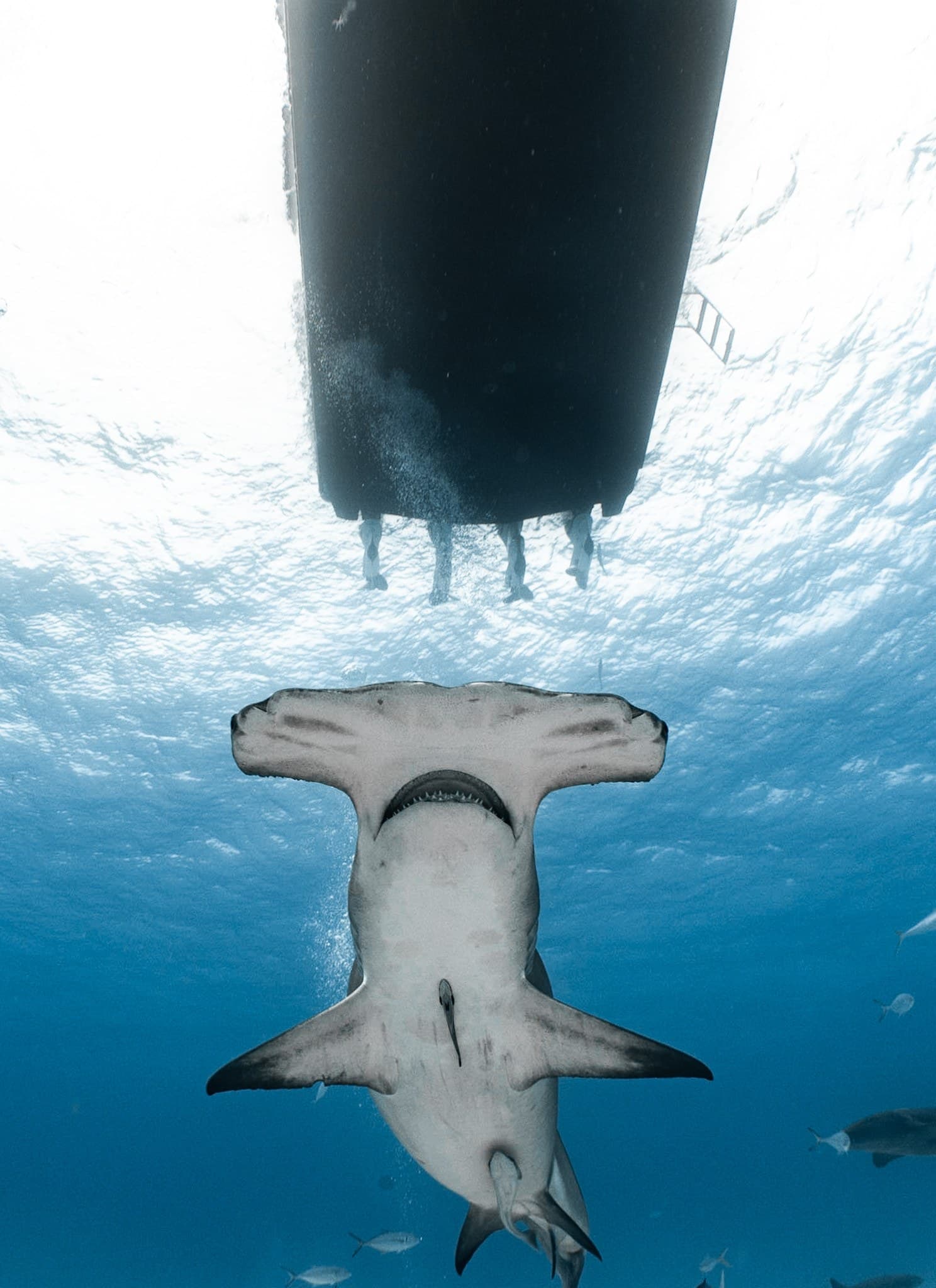 Hammerhead shark under hull — Bahamian waters