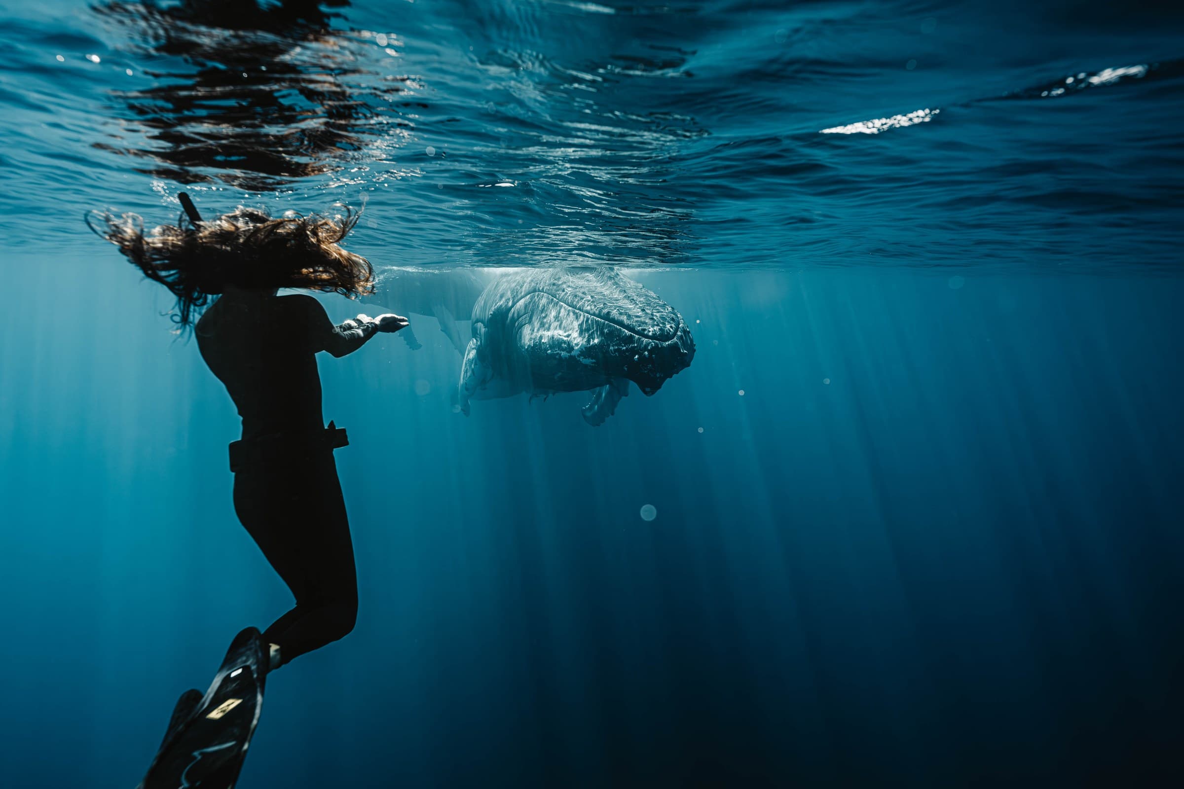 Freediver with humpback whale — shot by John Garza