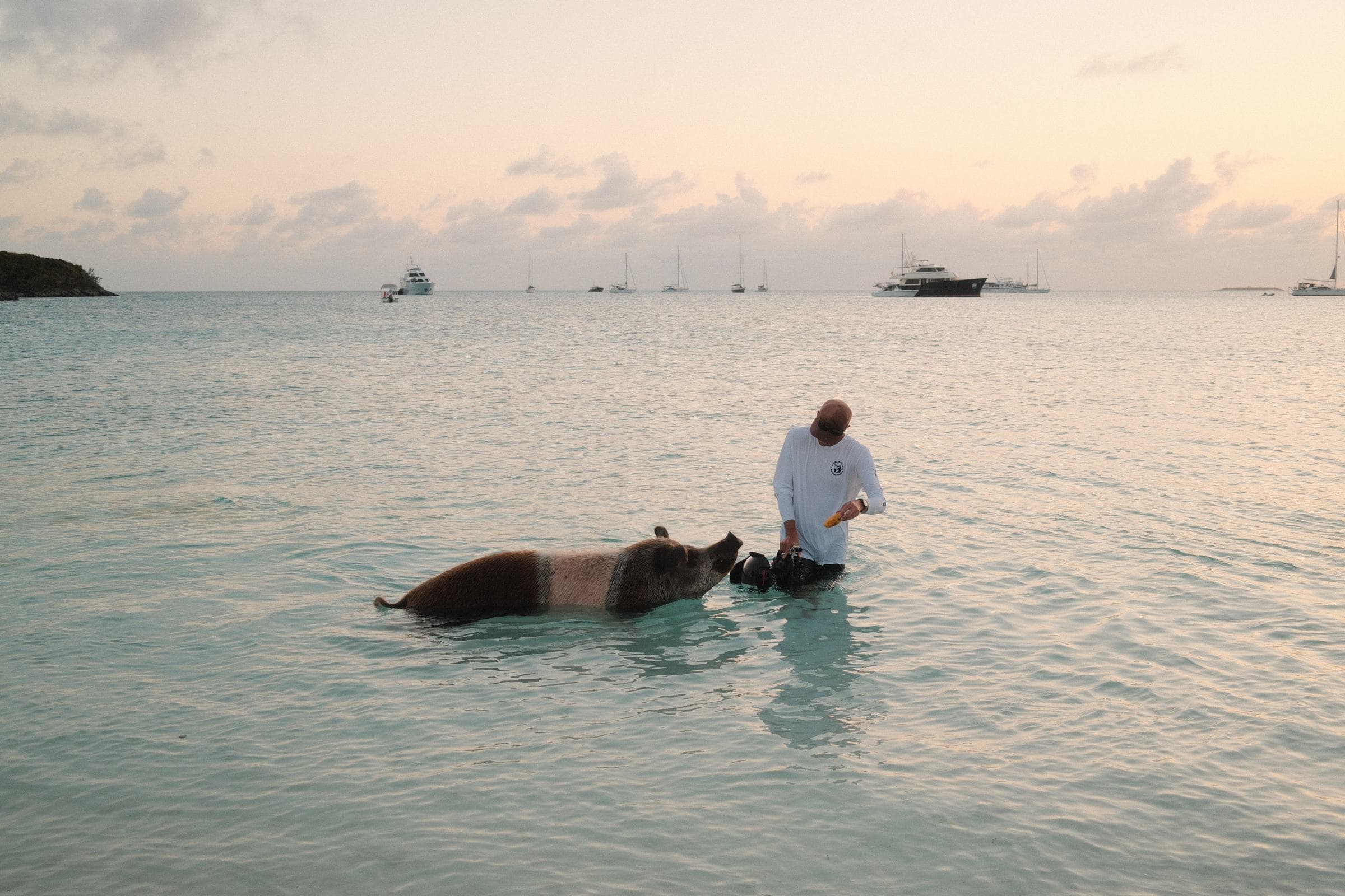 Man feeding pig at sunset with yachts behind