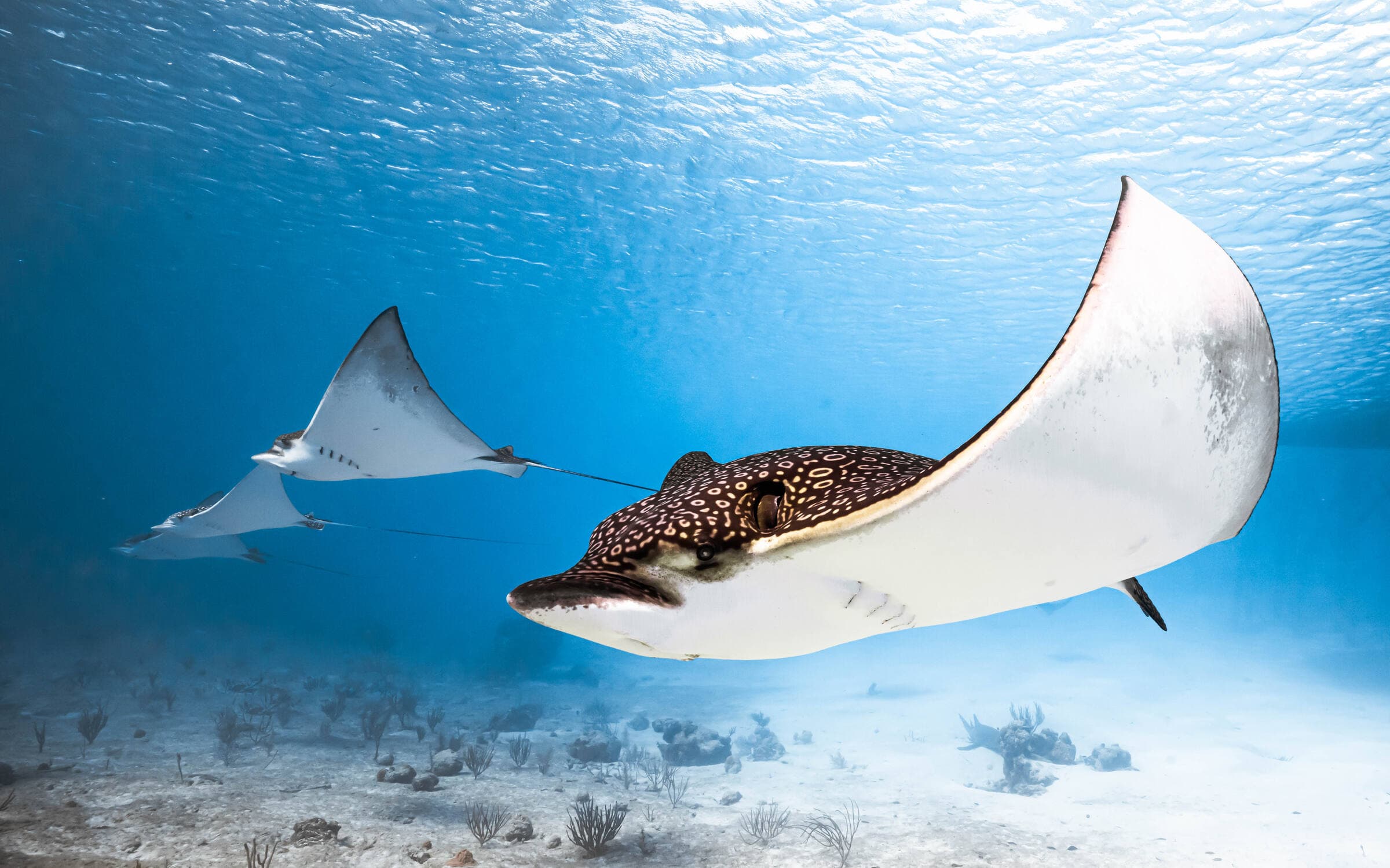 Eagle ray close-up — underwater, Bahamas