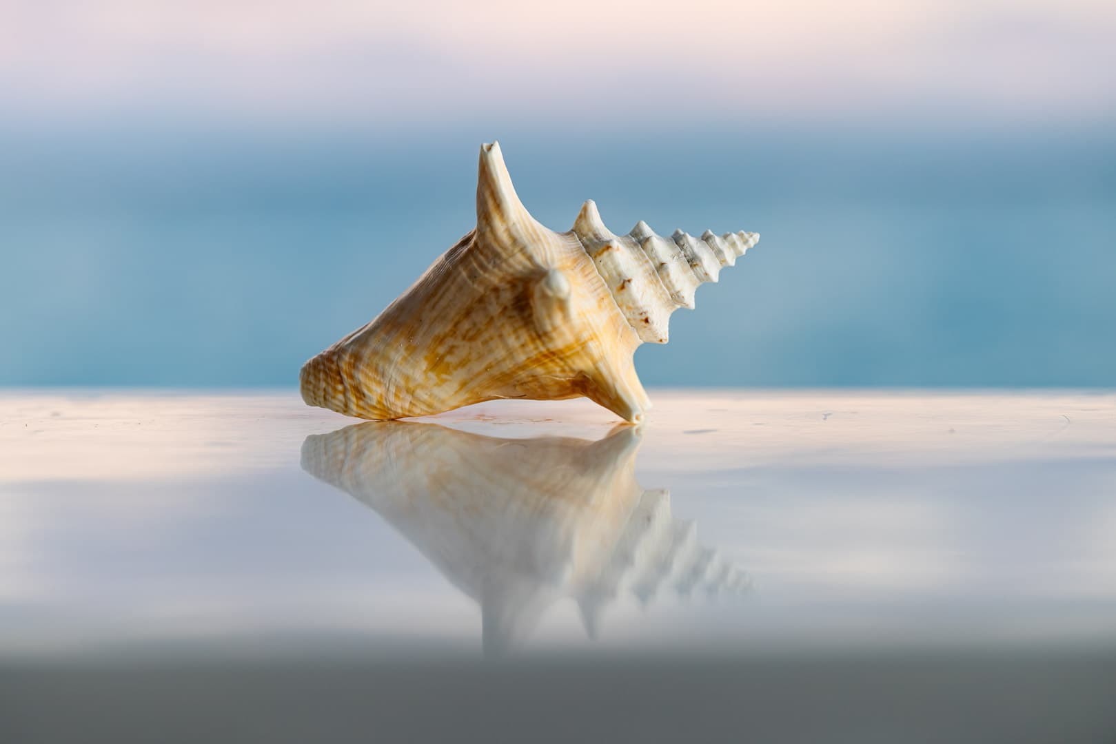 A conch shell and its reflection on a polished surface aboard PurelyBlu at dusk