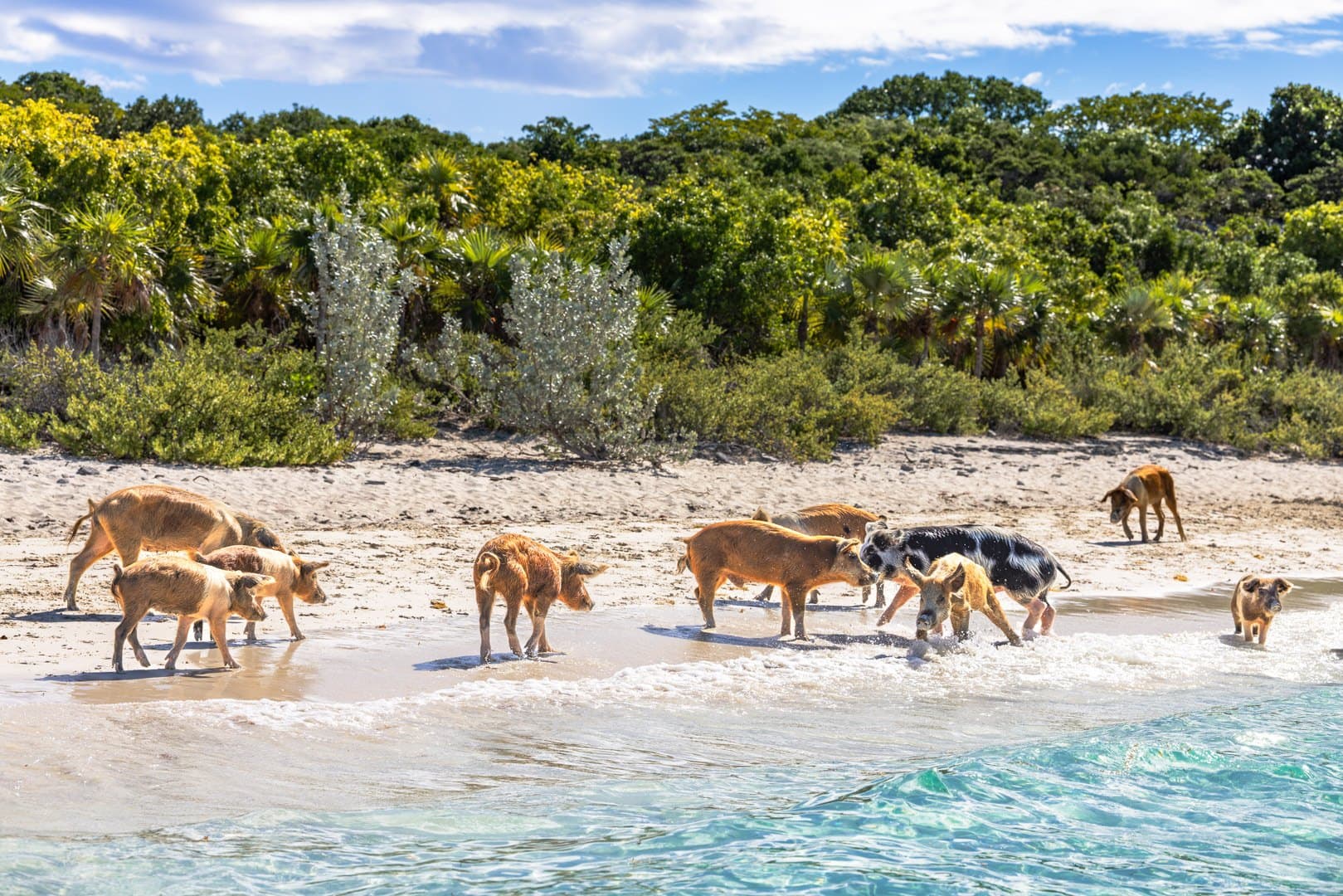 The swimming pigs of Big Major Cay wading in the shallows off a palm-backed Exumas beach