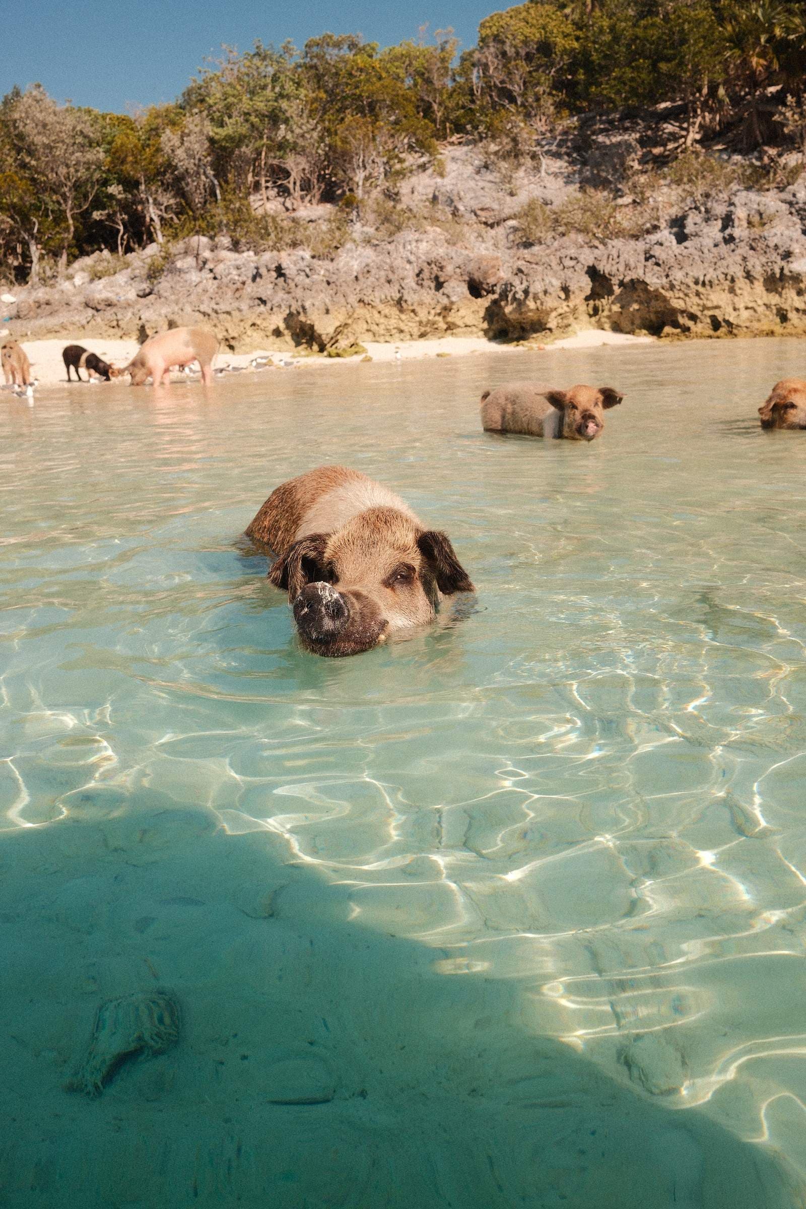Swimming pig toward camera — Exuma cove